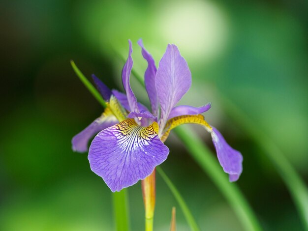 写真 紫色の花の植物のクローズアップ