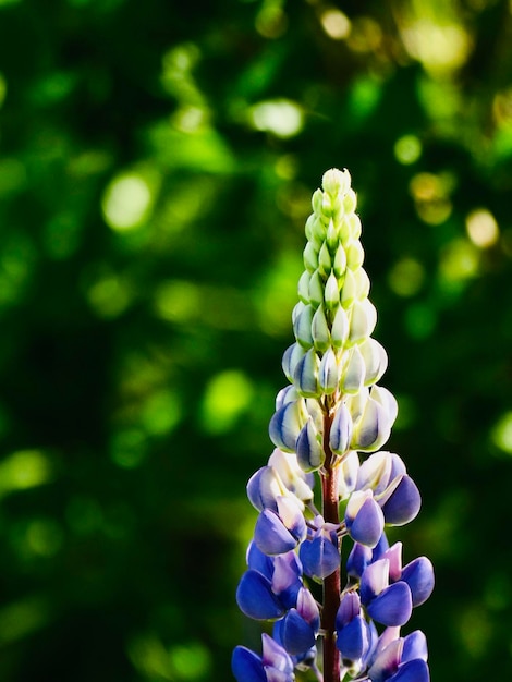 写真 紫色の花の植物のクローズアップ