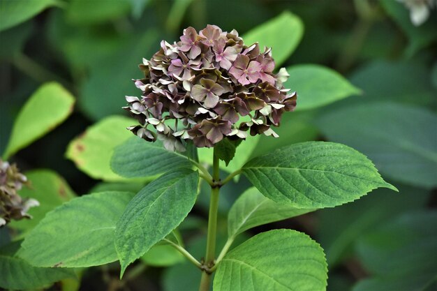 写真 紫色の花の植物のクローズアップ