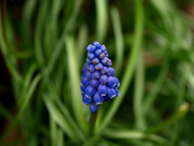 写真 紫の花を ⁇ かせる植物のクローズアップ