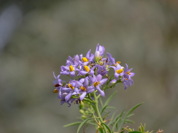 写真 紫色の花の植物のクローズアップ