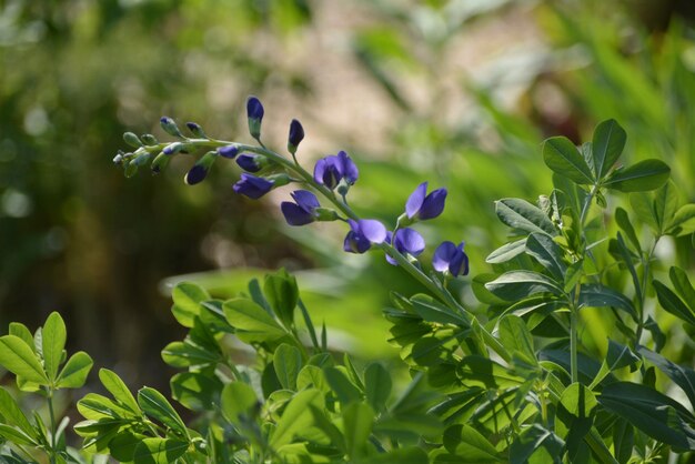 写真 紫色の花の植物のクローズアップ