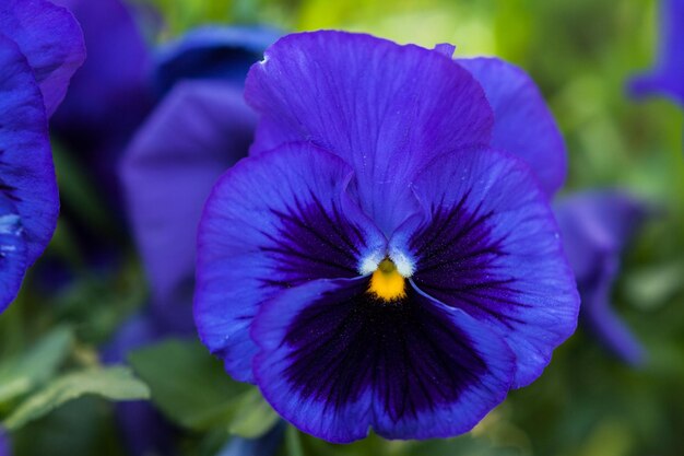 写真 紫色の花の植物のクローズアップ