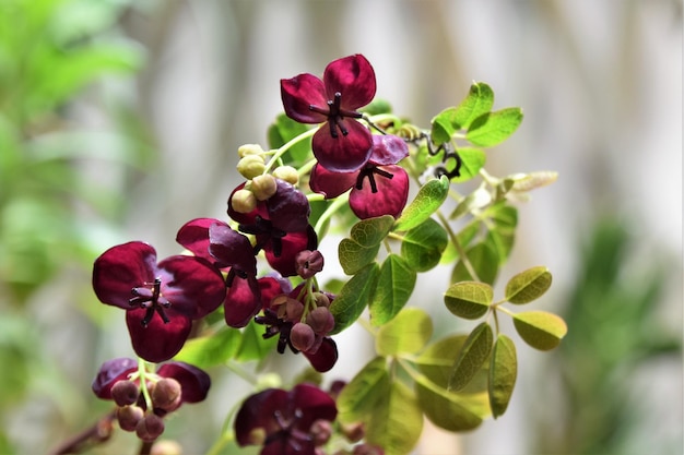 写真 紫の花を ⁇ かせる植物のクローズアップ