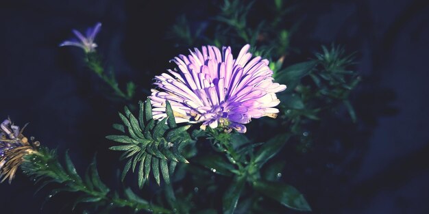写真 紫色の花の植物のクローズアップ