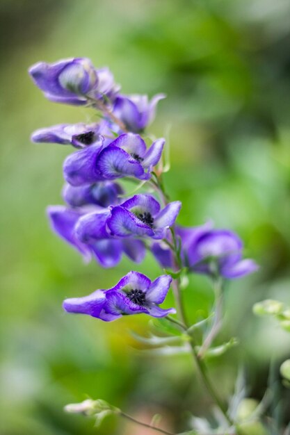 写真 紫色の花の植物のクローズアップ