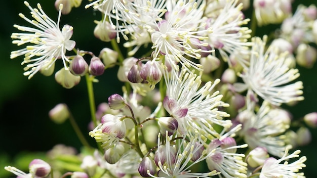 写真 紫色の花の植物のクローズアップ