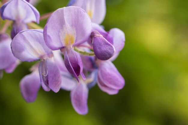 写真 紫色の花の植物のクローズアップ