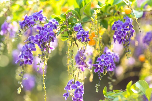 写真 紫色の花の植物のクローズアップ