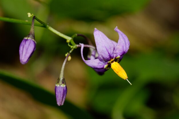 写真 紫色の花の植物のクローズアップ