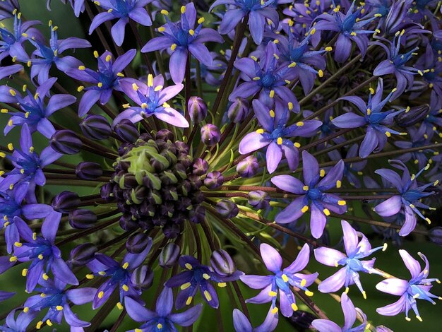 Фото Крупный план фиолетового цветущего растения