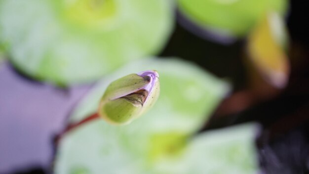 写真 紫色の花の植物のクローズアップ