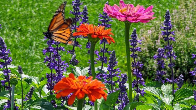 写真 紫色の花の植物と蝶のクローズアップ