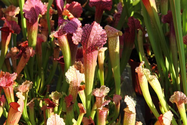 写真 畑の紫色の花の植物のクローズアップ