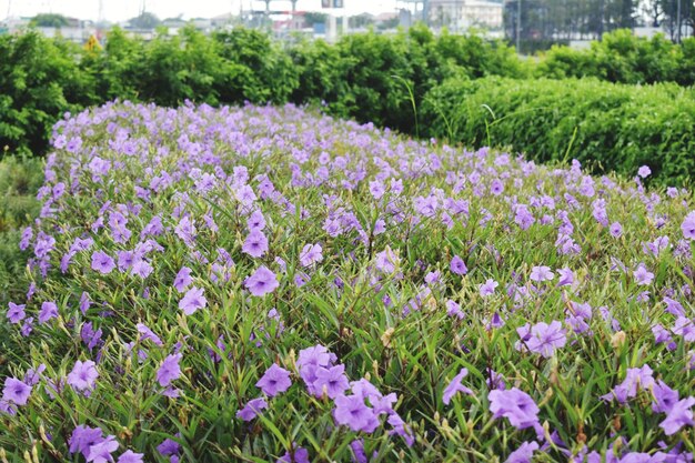 写真 畑の紫色の花の植物のクローズアップ