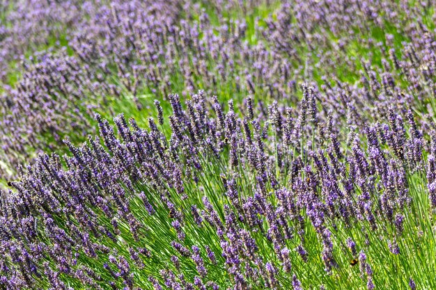 写真 畑の紫色の花の植物のクローズアップ