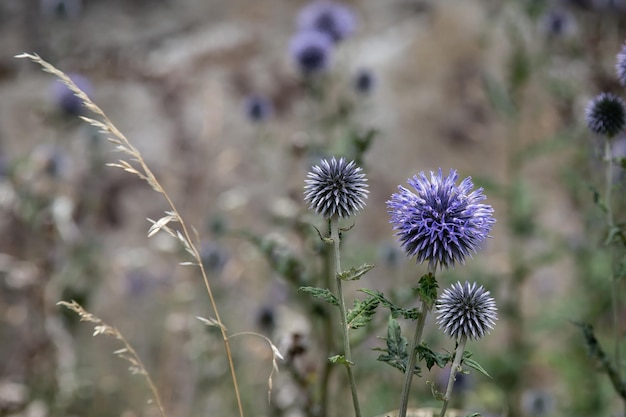 写真 畑の紫色の花の植物のクローズアップ