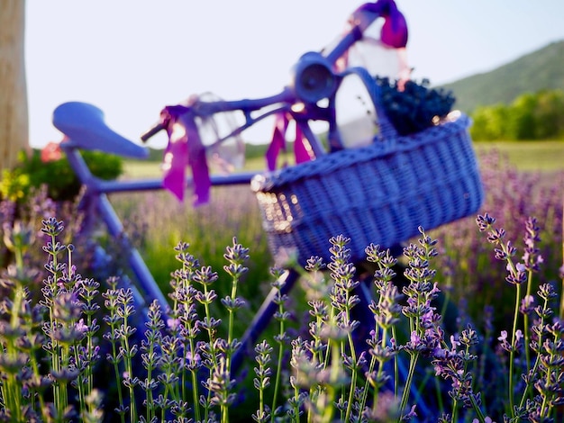 Фото Близкий план фиолетовых цветущих растений на поле