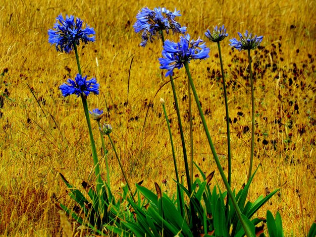 Фото Близкий план фиолетовых цветущих растений на поле