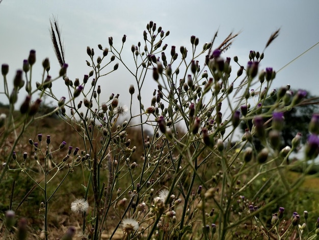 写真 畑の紫色の花の植物のクローズアップ