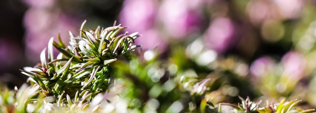 写真 紫の花を ⁇ かせる植物のクローズアップ