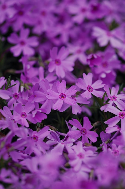 Фото Крупный план фиолетовых цветущих растений