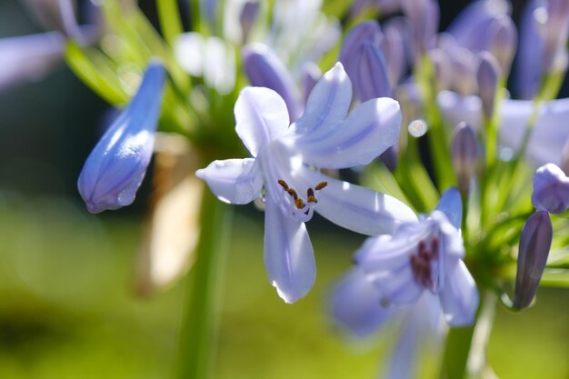 写真 紫色の花の植物のクローズアップ