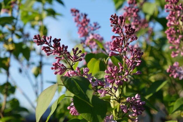 写真 紫色の花の植物のクローズアップ