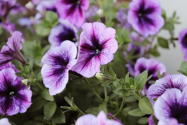 写真 紫色の花の植物のクローズアップ