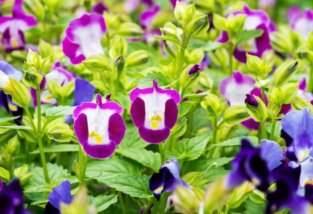 Фото Крупный план фиолетовых цветущих растений