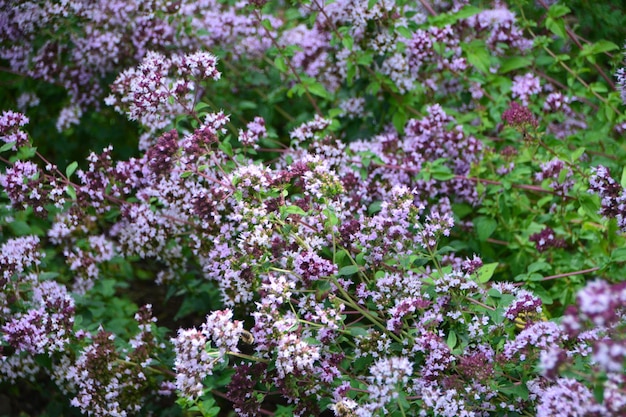 写真 紫色の花の植物のクローズアップ