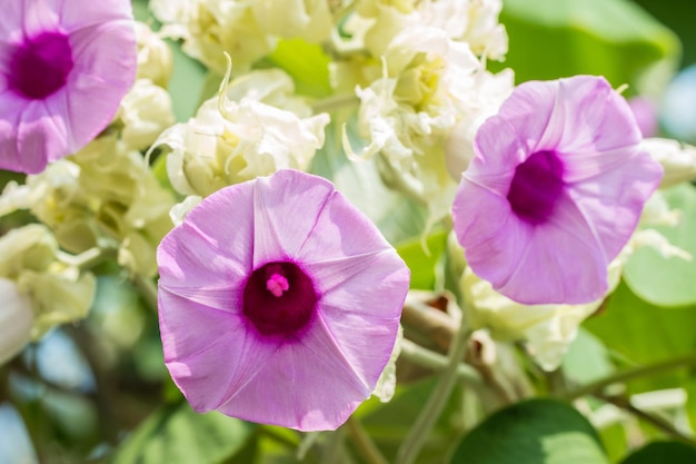 写真 紫色の花の植物のクローズアップ