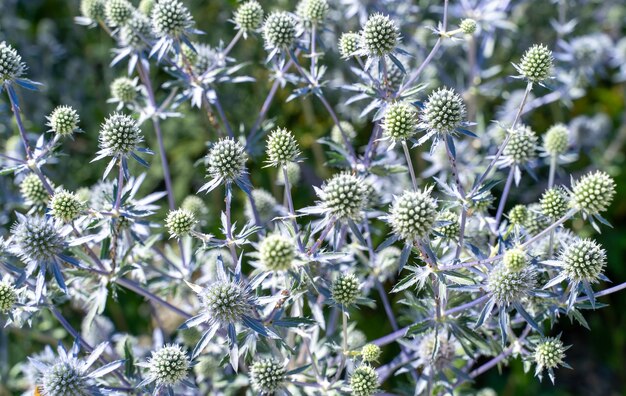 写真 紫色の花の植物のクローズアップ