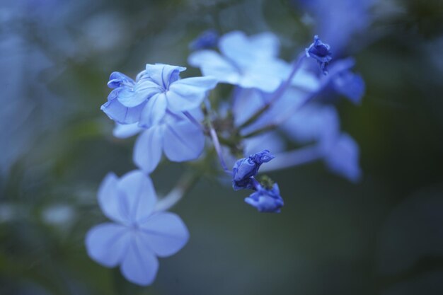 写真 紫色の花の植物のクローズアップ