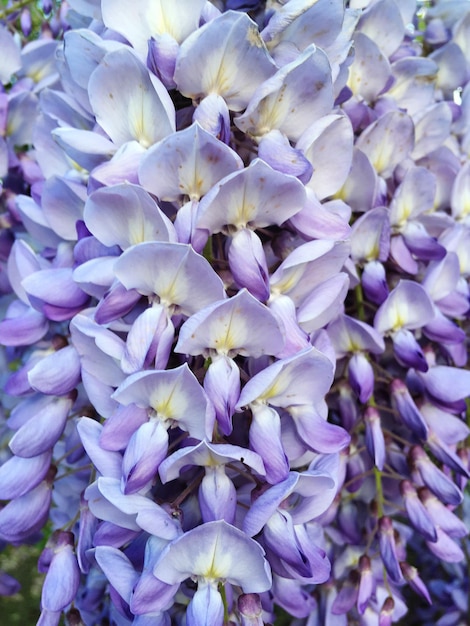 写真 紫色の花の植物のクローズアップ