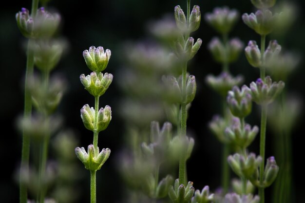 写真 紫色の花の植物のクローズアップ