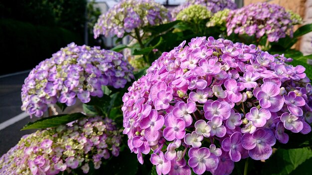 写真 紫色の花の植物のクローズアップ