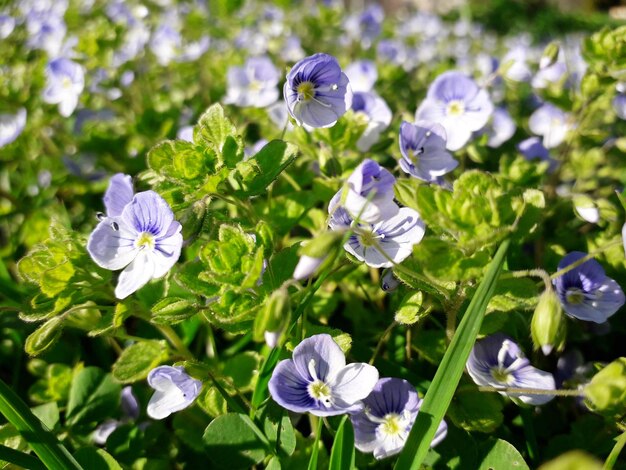 写真 紫色の花の植物のクローズアップ