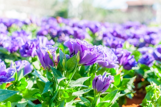 写真 紫色の花の植物のクローズアップ