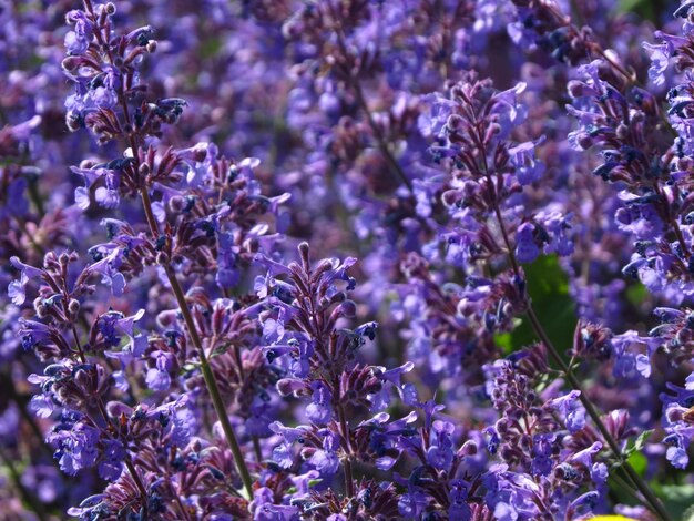 写真 紫色の花の植物のクローズアップ