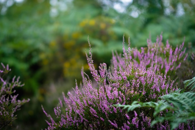 写真 紫の花を ⁇ かせる植物のクローズアップ