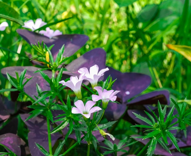 写真 紫の花を ⁇ かせる植物のクローズアップ