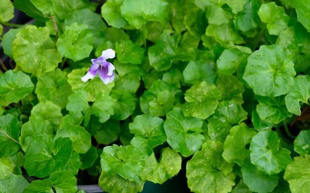 写真 紫色の花の植物のクローズアップ