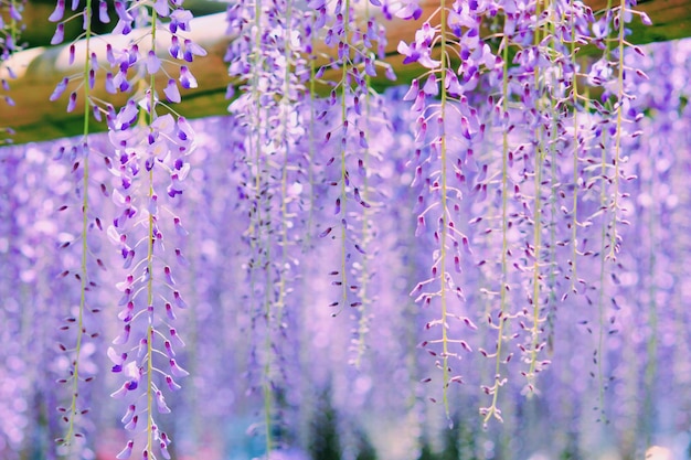 写真 紫色の花の植物のクローズアップ