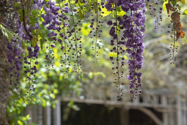 写真 紫色の花の植物のクローズアップ