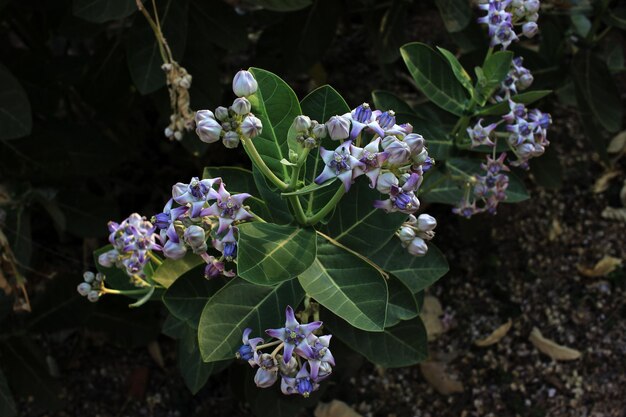 写真 紫色の花の植物のクローズアップ