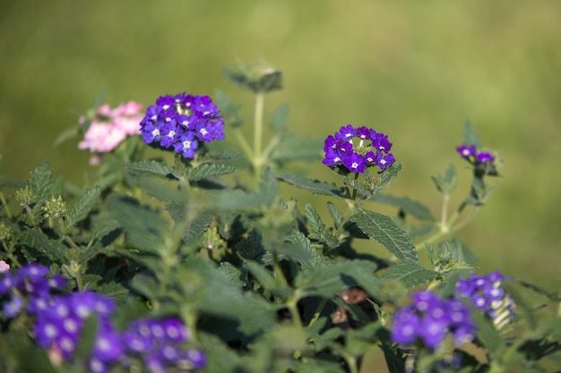 写真 紫色の花の植物のクローズアップ