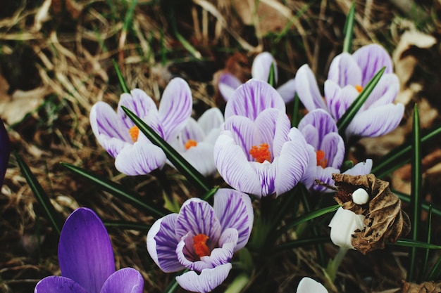 写真 野原 で く 紫 の 花 の クローズアップ