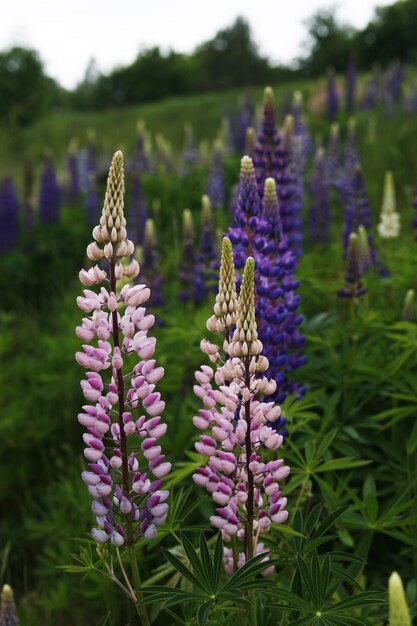 写真 野原 で く 紫 の 花 の クローズアップ