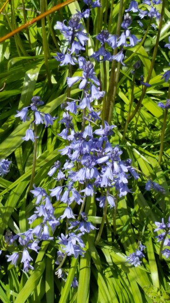 写真 庭でいている紫色の花のクローズアップ